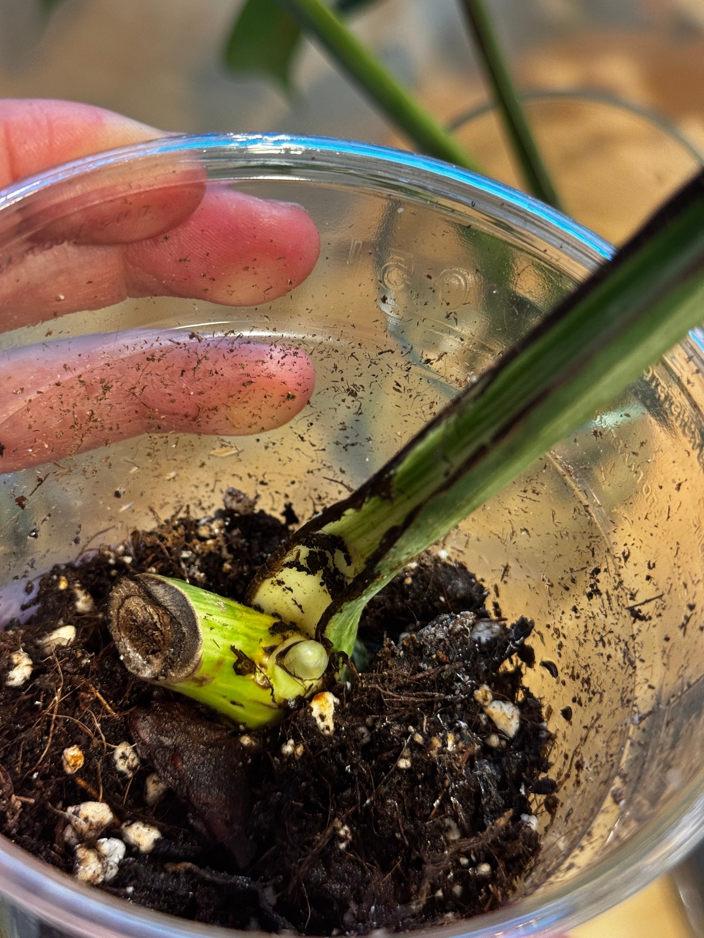 Monstera Variegata Cuttings