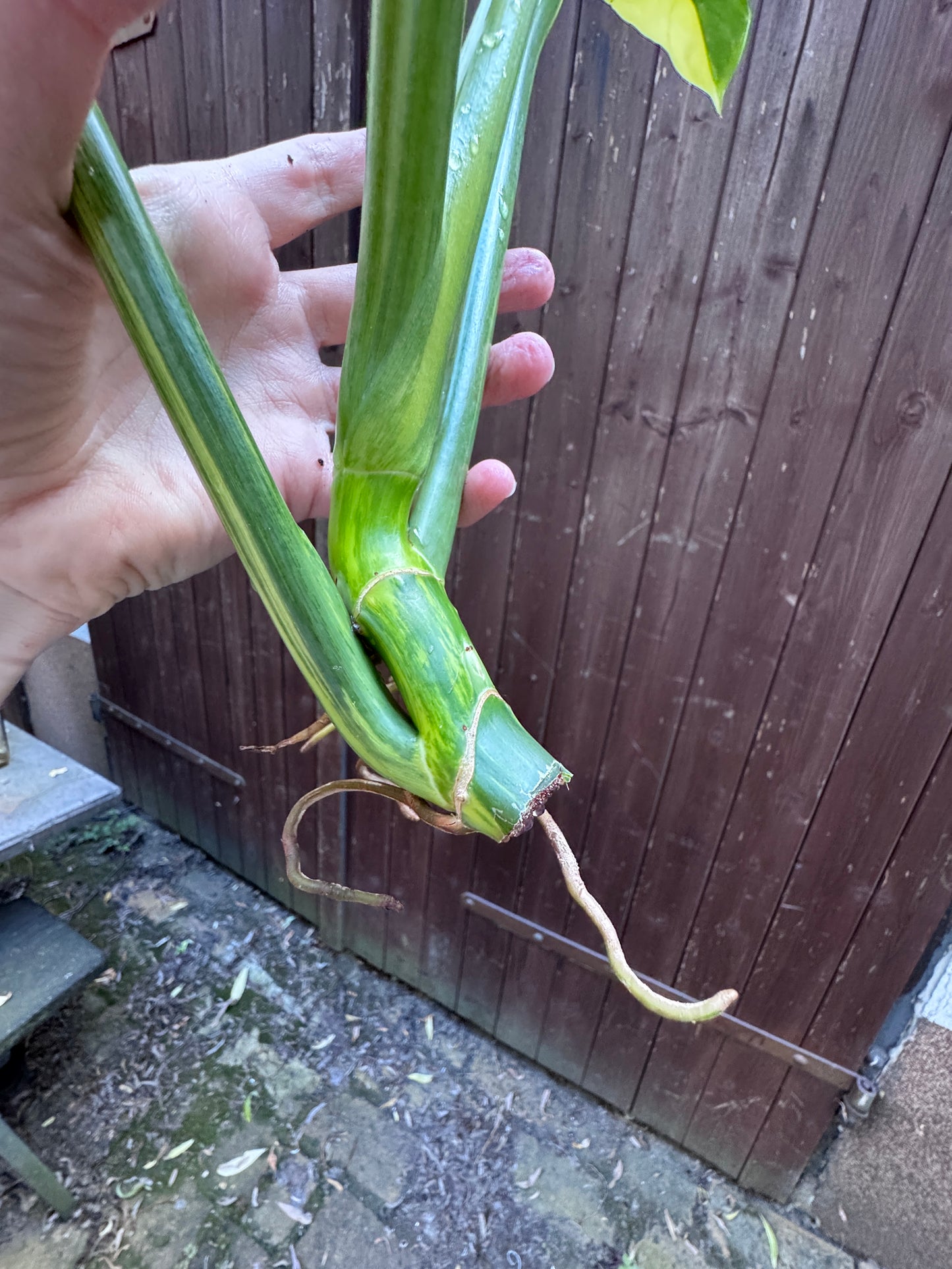 Philodendron Silver sword variegata vom 03.09.2025