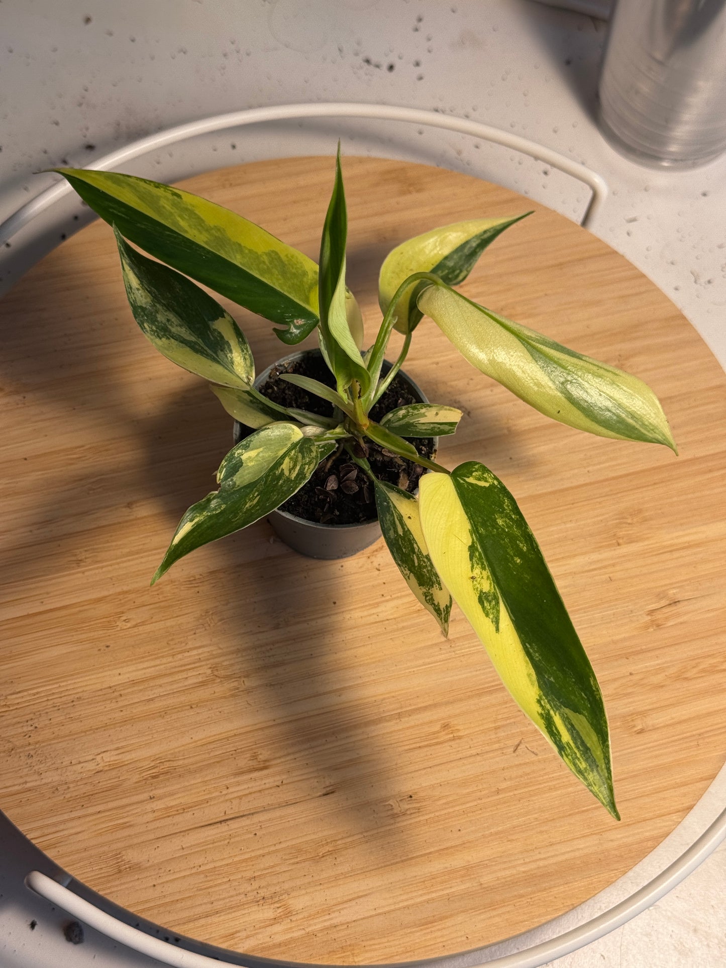 Philodendron Florida Beauty Ableger