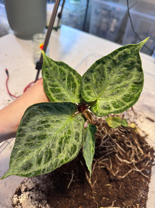 Anthurium Michelle x super Silver Blush Mint