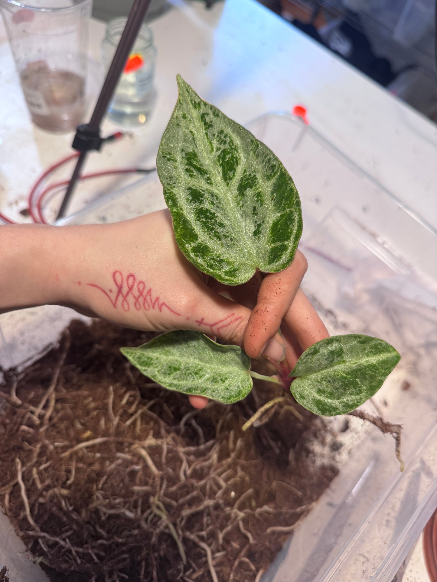 Anthurium Michelle x super Silver Blush Mint