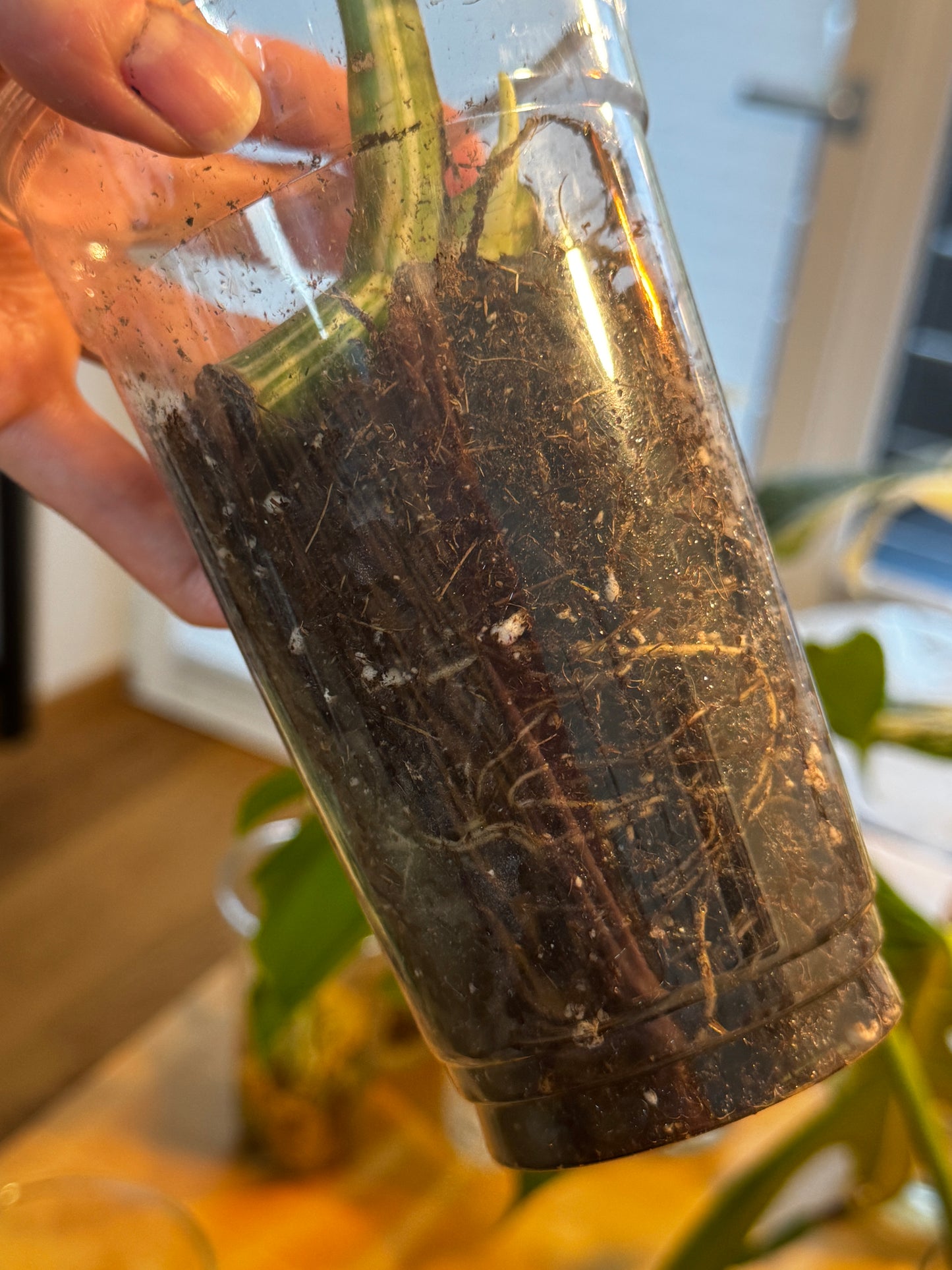 Monstera Variegata Cuttings