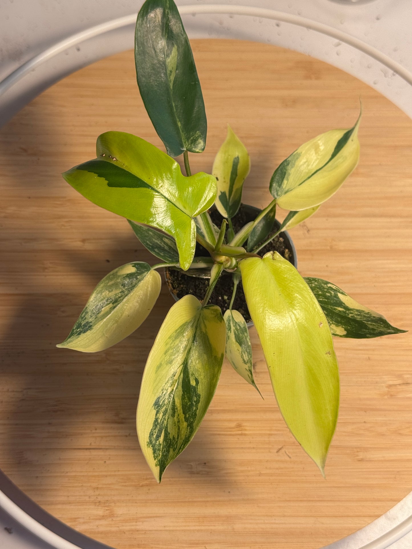 Philodendron Florida Beauty Ableger
