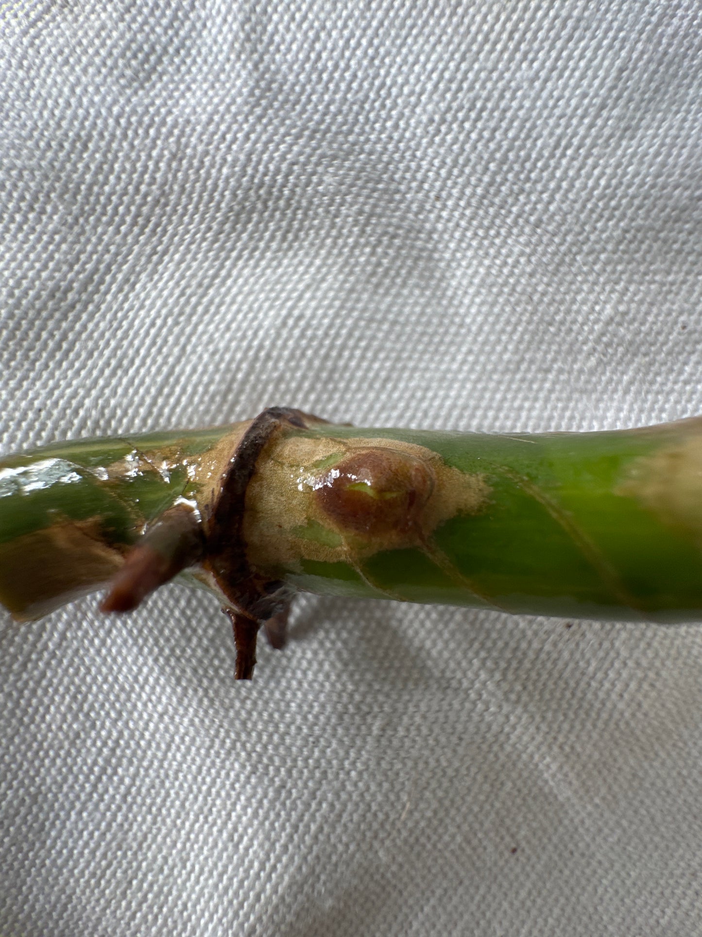 Philodendron Silver sword variegata vom 03.09.2025