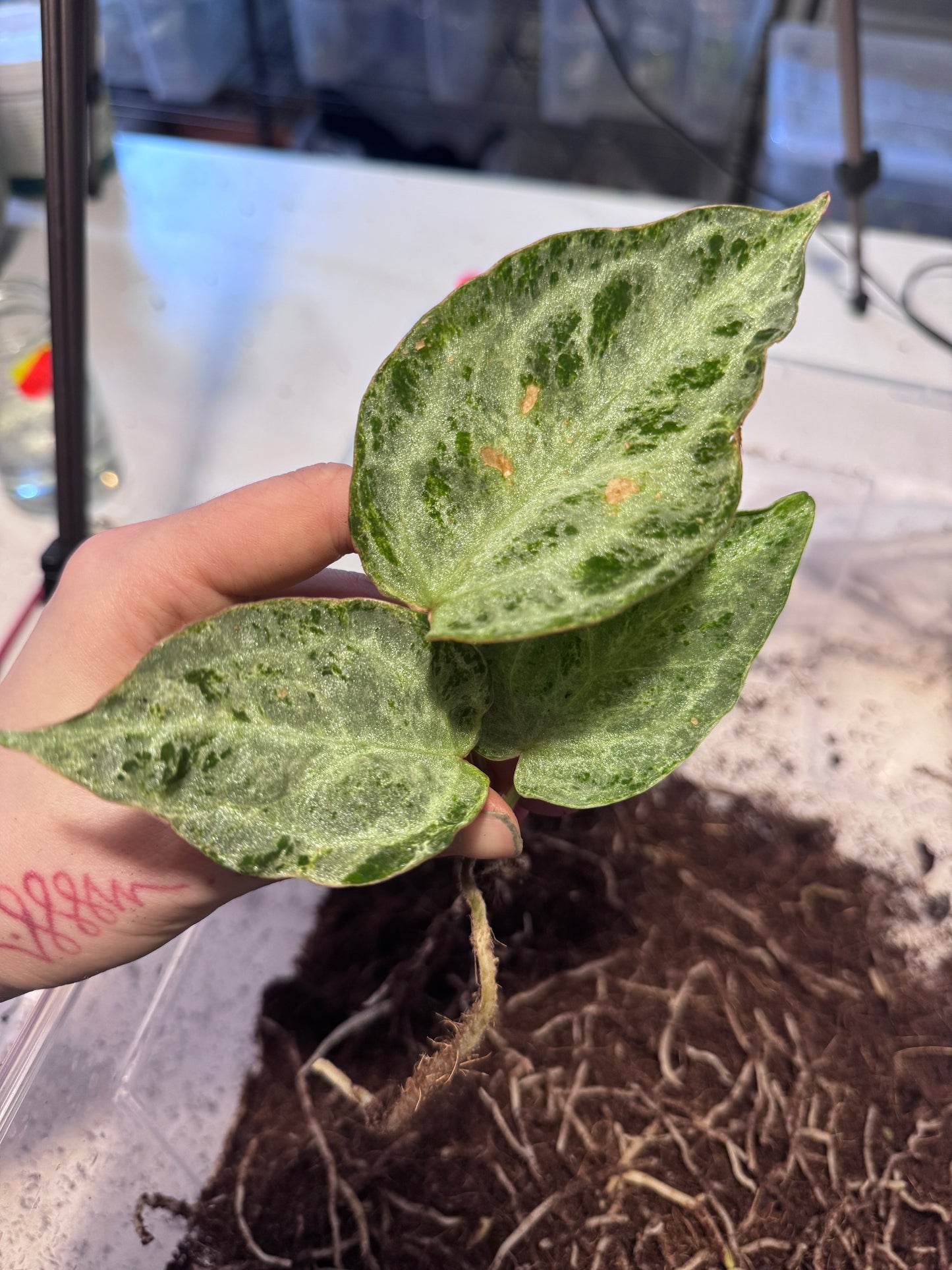 Anthurium Michelle x super Silver Blush Mint