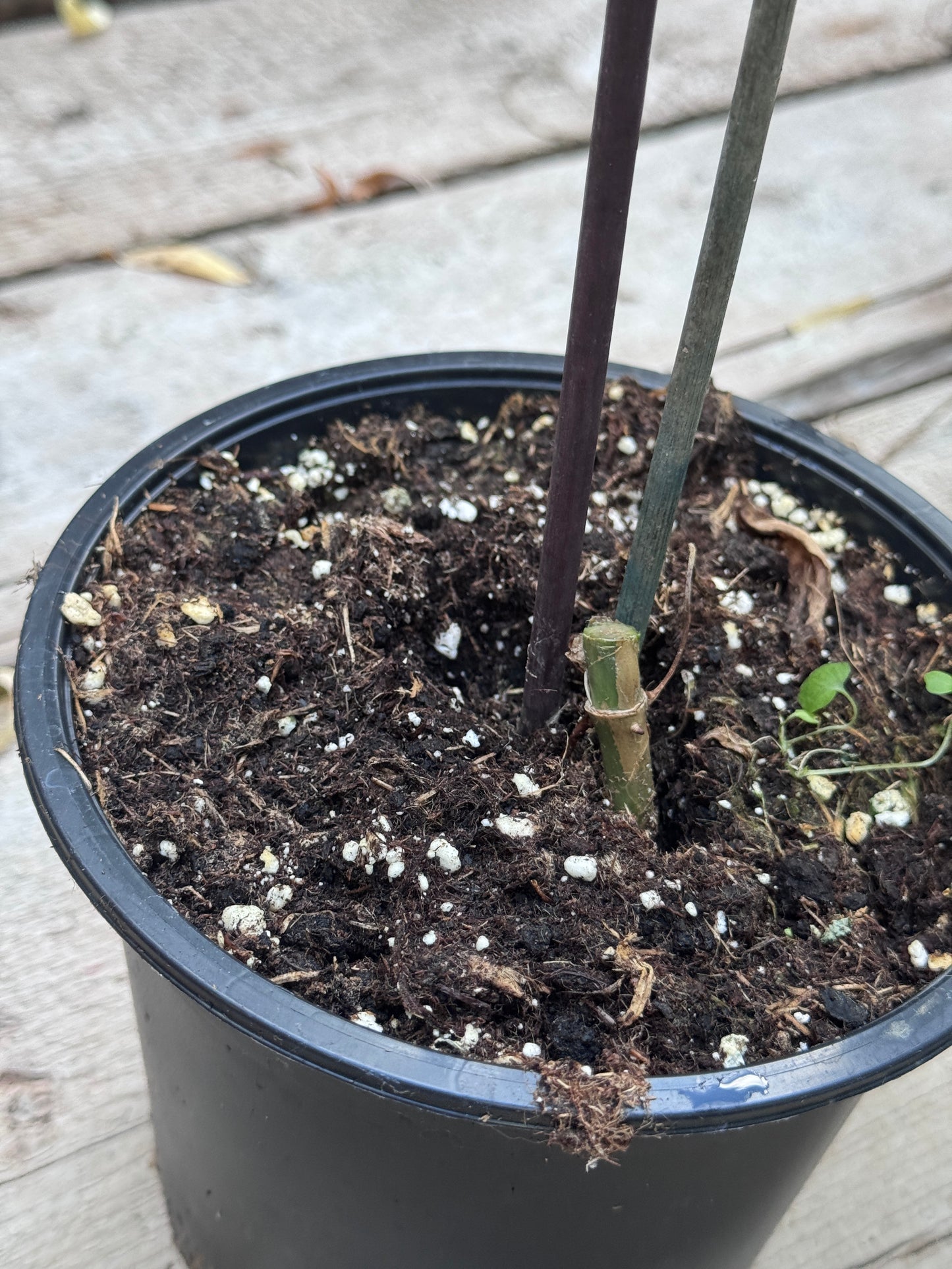 Philodendron Silver sword variegata vom 03.09.2025