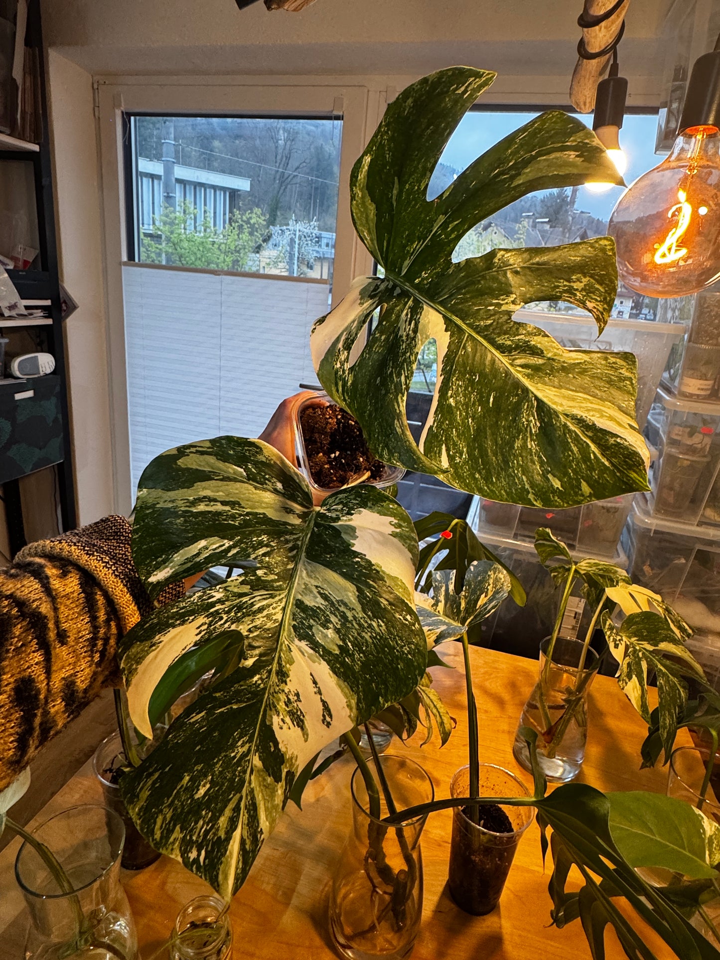 Monstera Variegata Cuttings