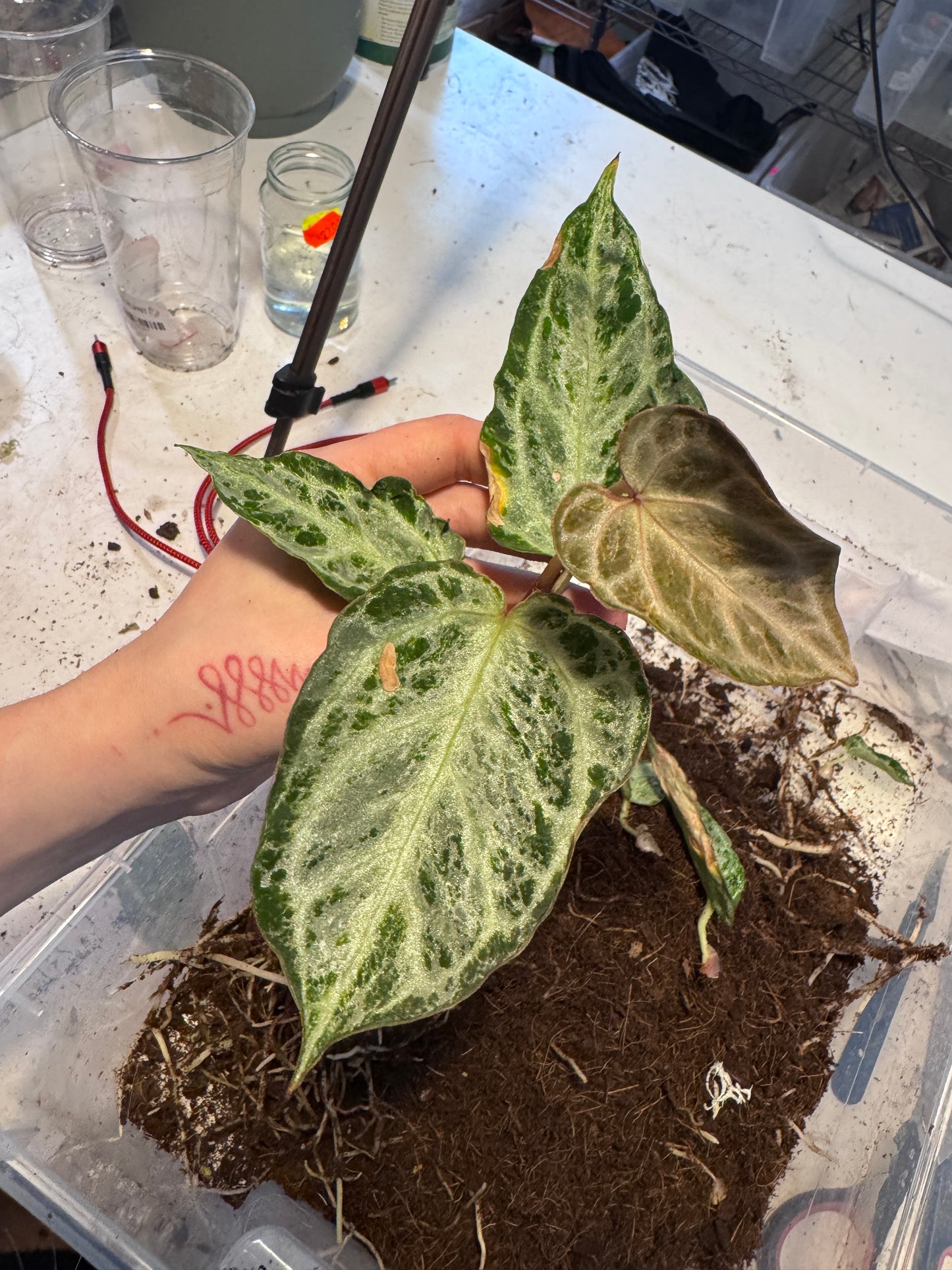 Anthurium Michelle x super Silver Blush Mint