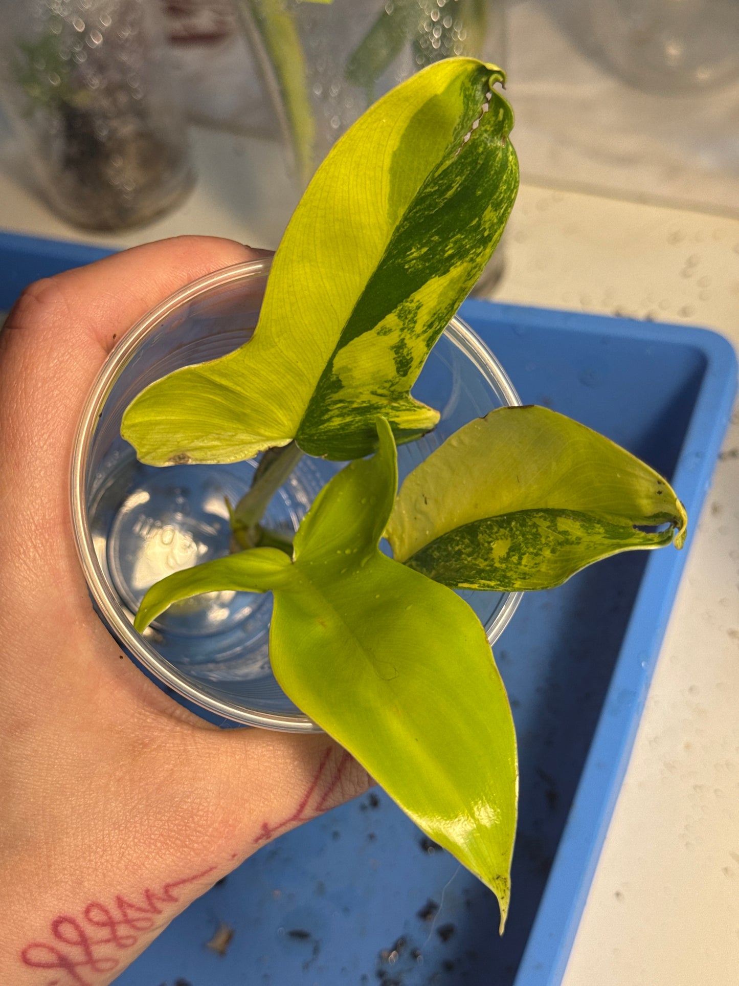 Philodendron Florida Beauty Ableger