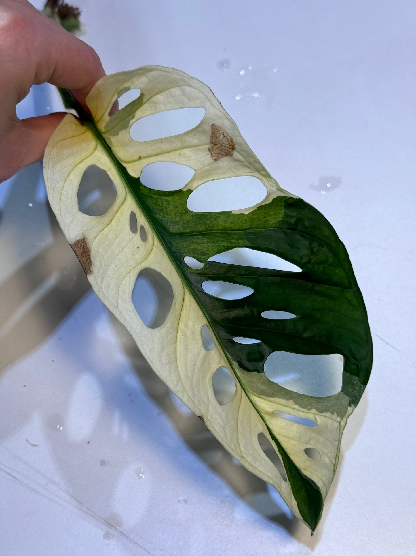 Monstera Adansonii Ableger