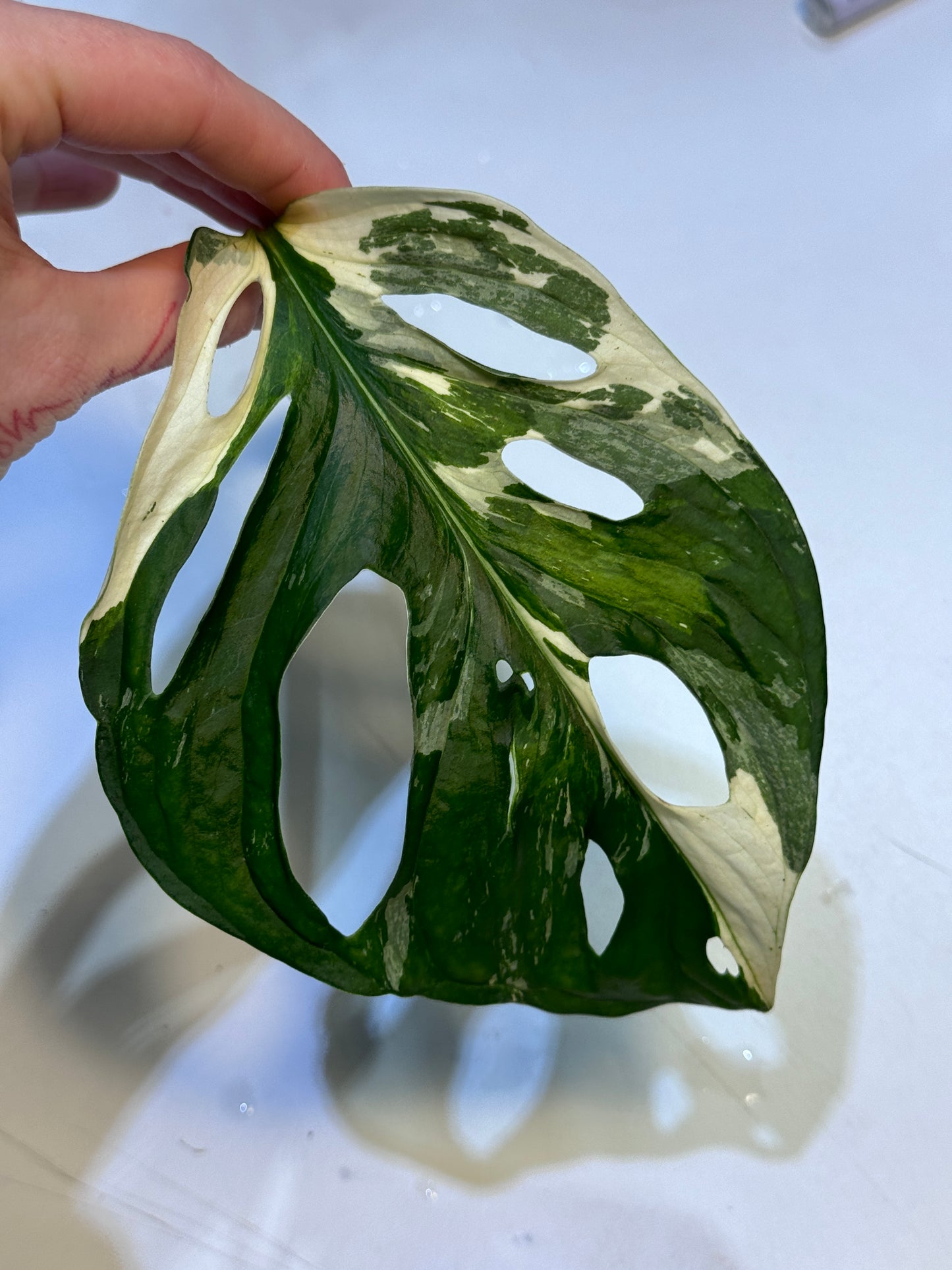 Monstera Adansonii Ableger